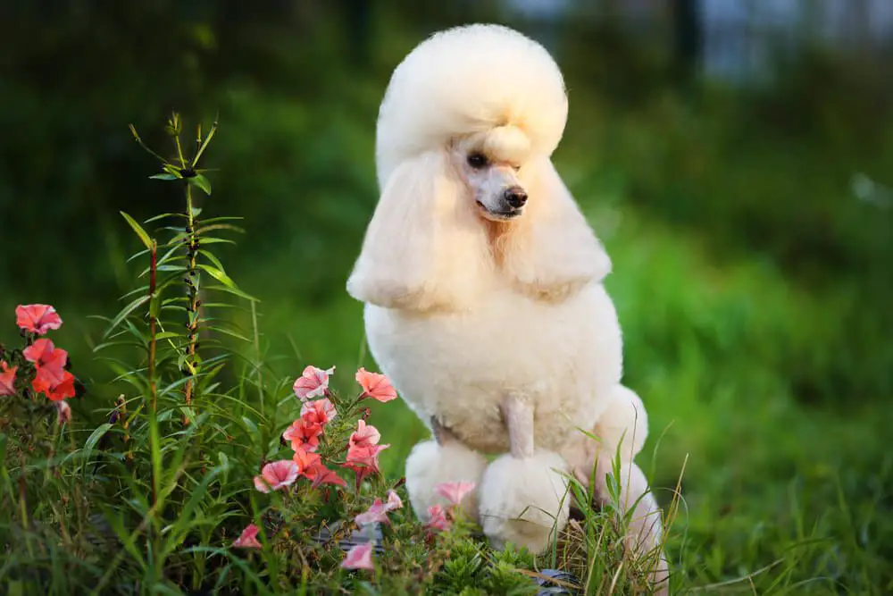 White Standard Poodle sitting in a field with pink flowers and lush green grass, exuding a calm ambiance.