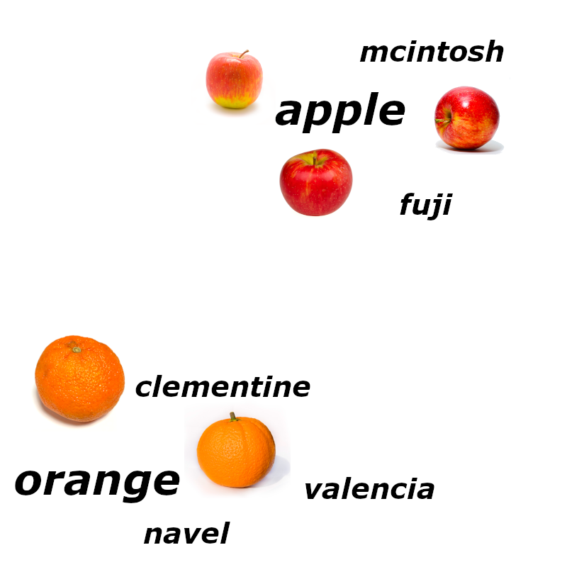 Illustration of labeled fruits in rows, featuring McIntosh, Fuji apples, clementine, Valencia, Navel oranges on a white background