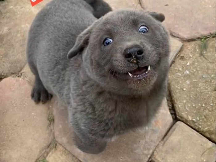 Smiling blue-gray dog with big eyes standing on a rock, exuding charm and friendliness