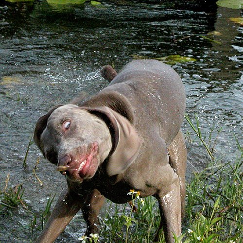 Brown or gray dog standing in water amidst tall grass, suggesting outdoor play or relaxation.